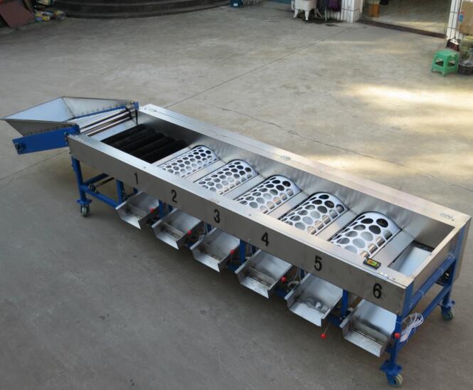 tomato sorter