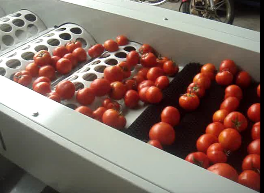 fruit sorting machine