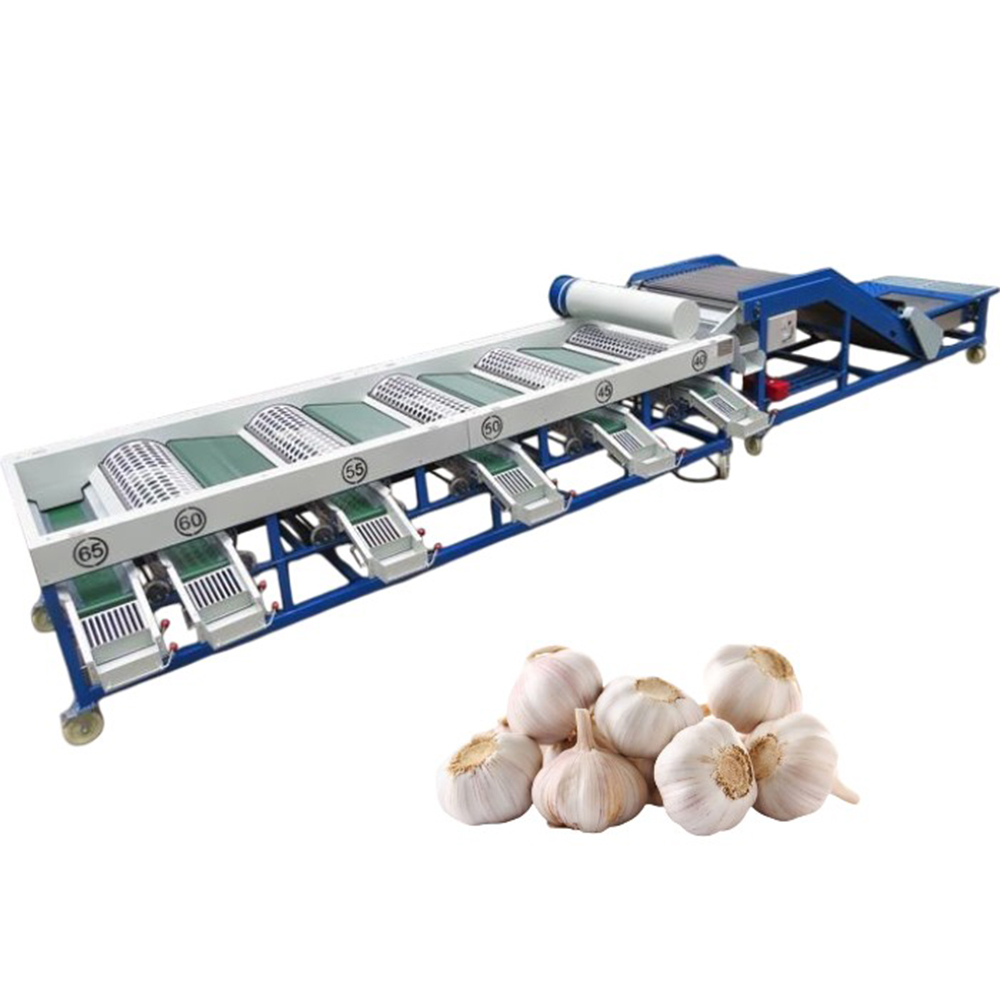 Garlic grading machine
